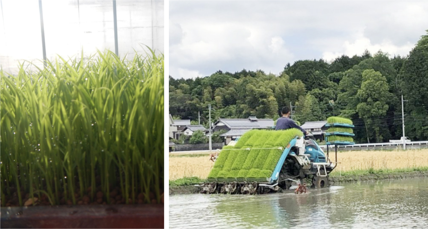 田植え